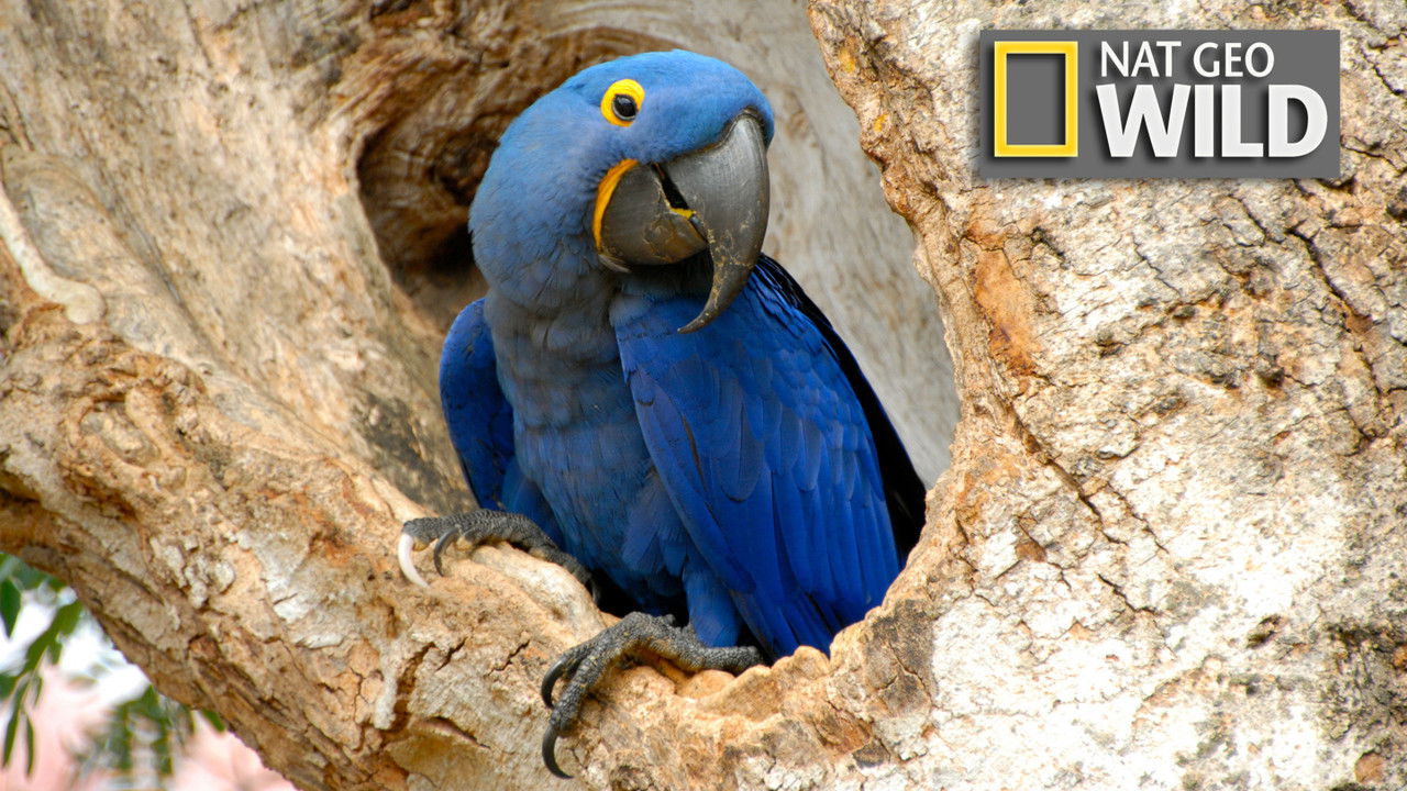 Wildest Latin America backdrop