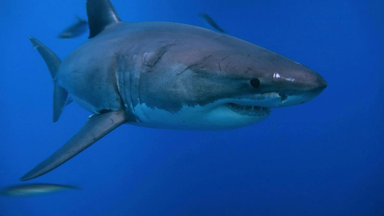 Mysteries of The Giants backdrop