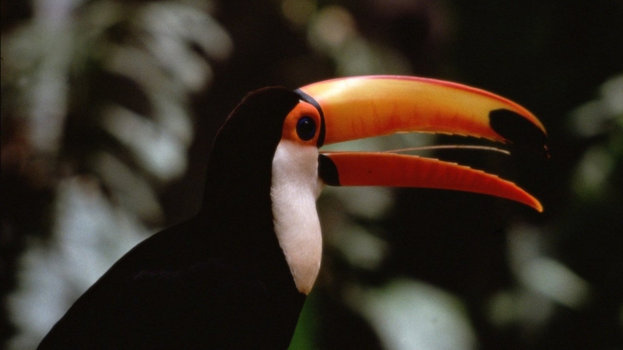 The Life of Birds backdrop