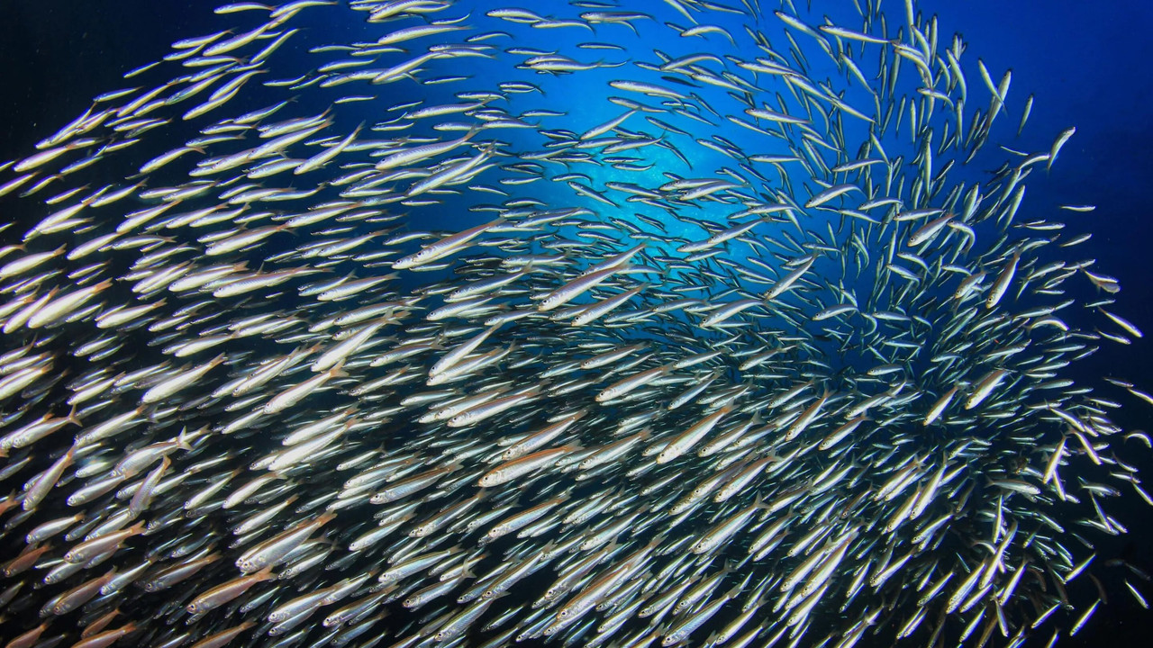 Mindful Escapes: Breathe, Release, Restore backdrop