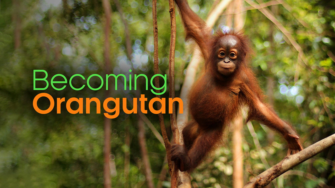 Becoming Orangutan backdrop