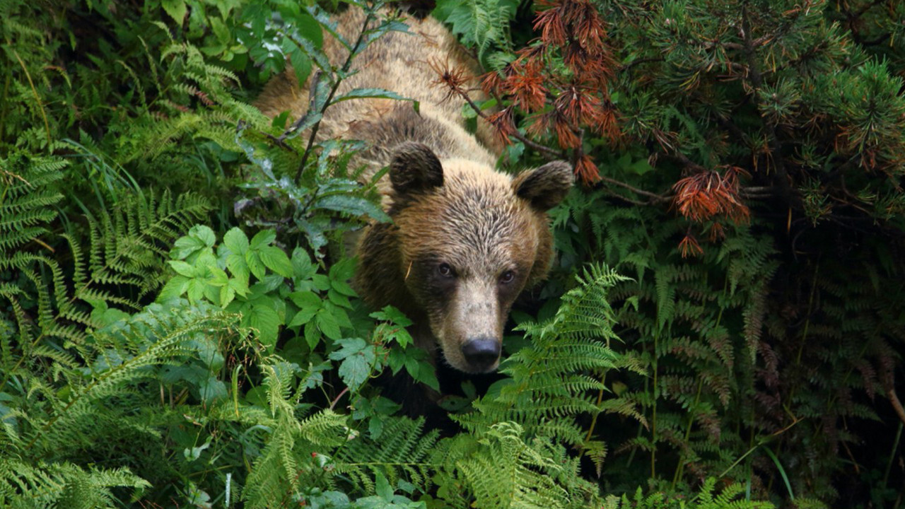 Into the Carpathian Wild backdrop
