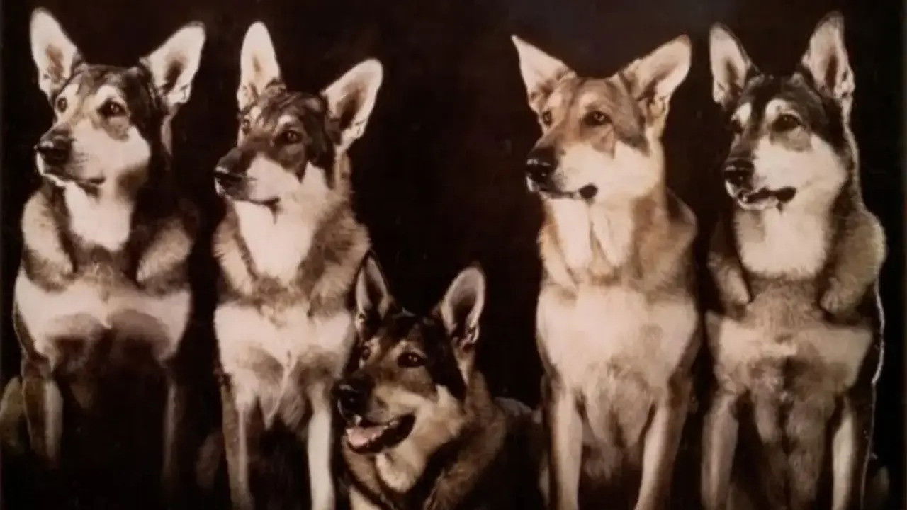 The Littlest Hobo backdrop