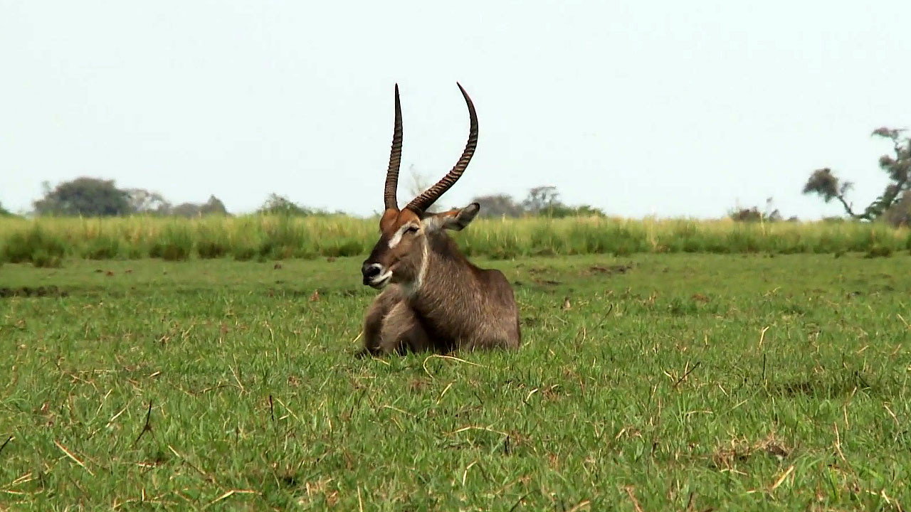 Africká abeceda backdrop