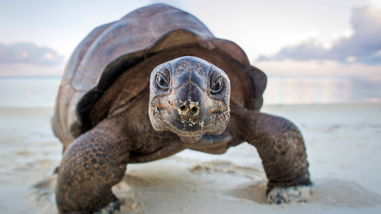 A Perfect Planet backdrop