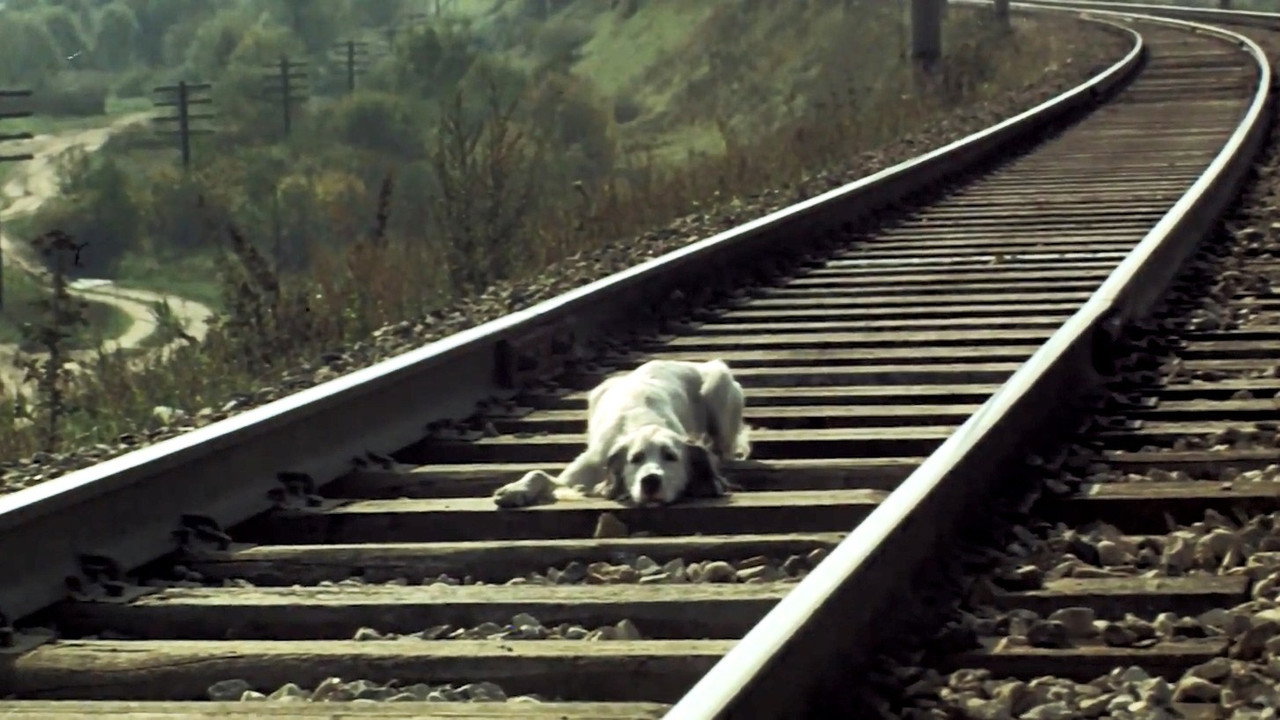 White Bim Black Ear backdrop