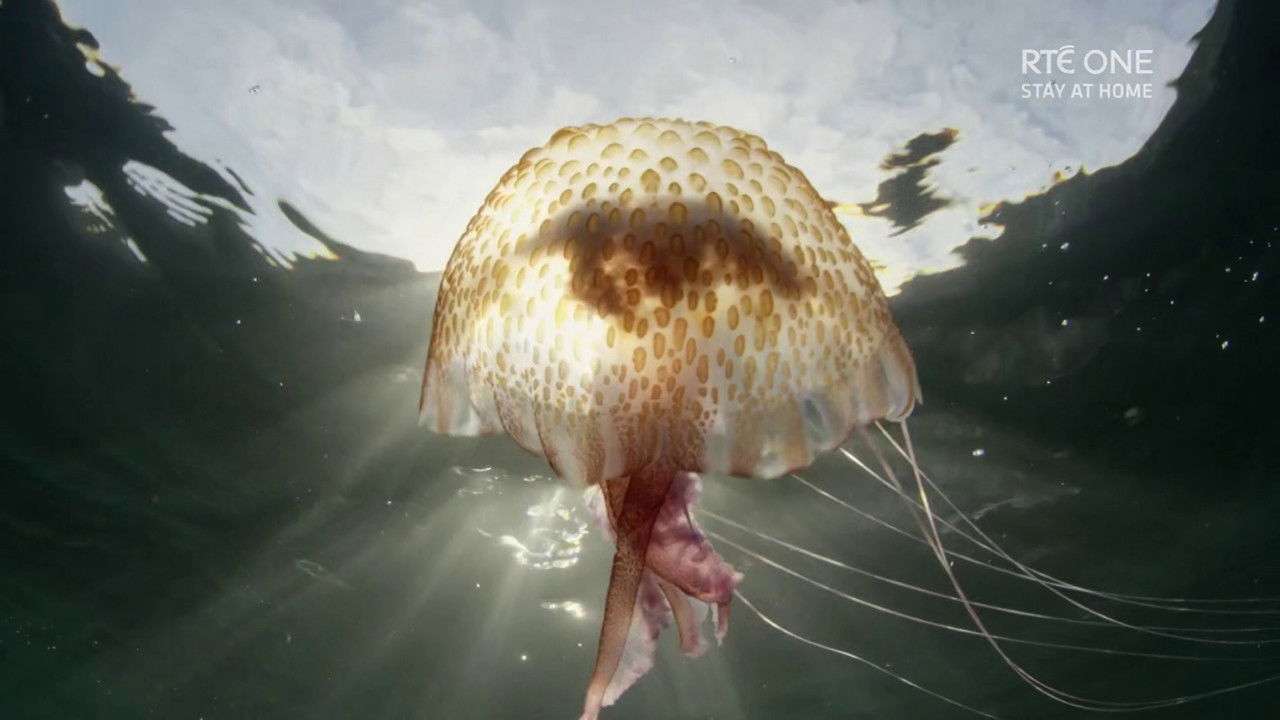 Ireland's Deep Atlantic backdrop