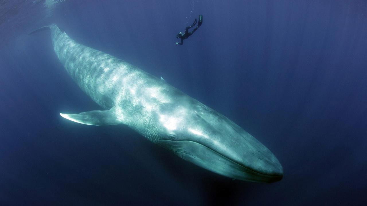 Terra X - Blaues Wunder Pazifik backdrop