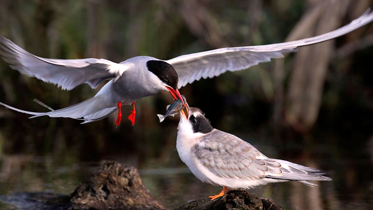 Earth's Seasonal Secrets backdrop