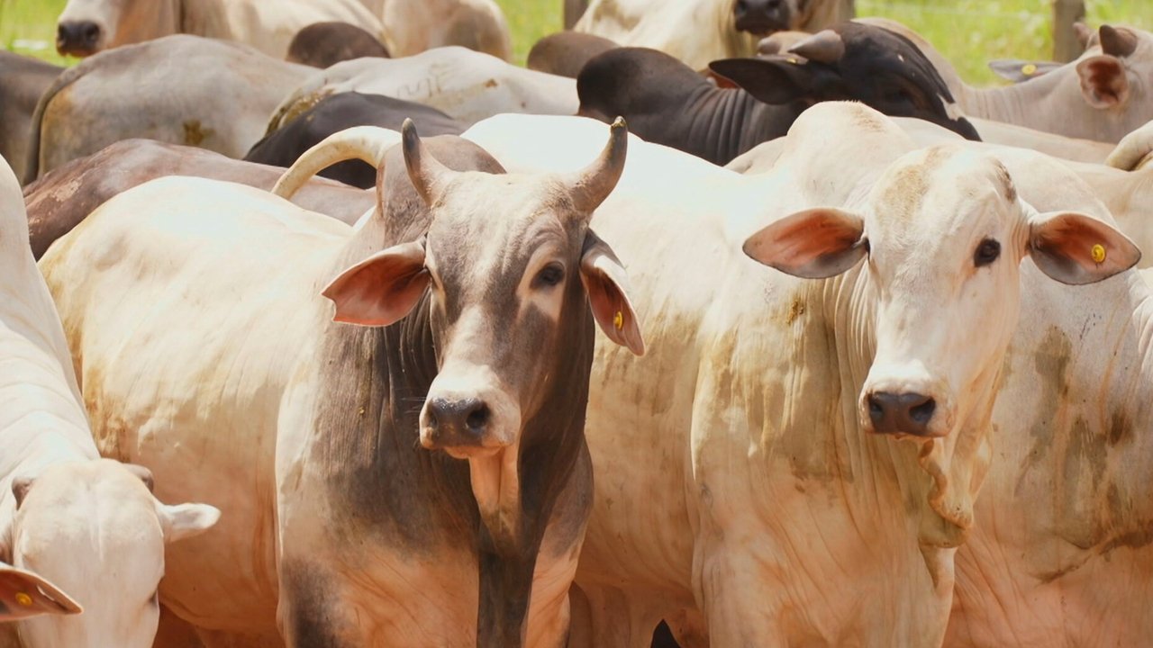 Amazônia na Encruzilhada backdrop
