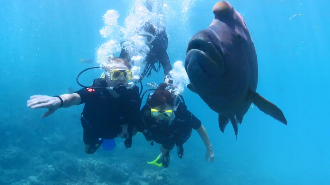 Dive Travel backdrop