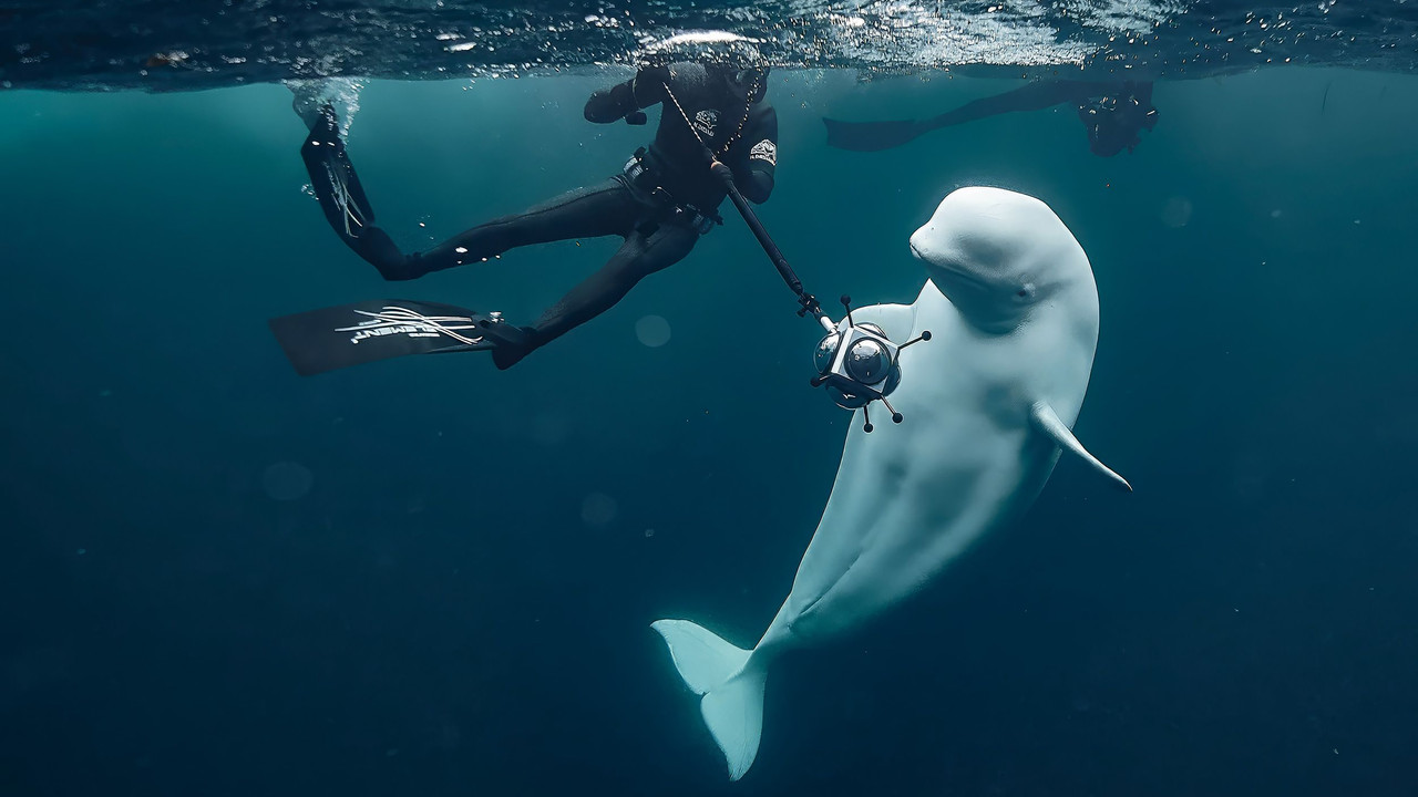 #Hvaldimir, Conversation With a Spy Whale backdrop