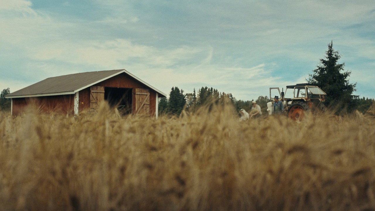 Timo: the Lord of Potato backdrop