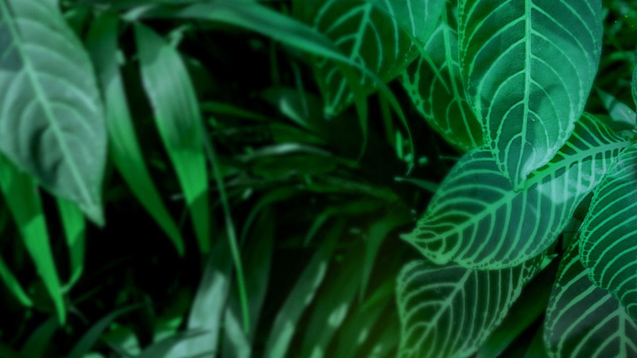 Anna und die wilden Tiere backdrop