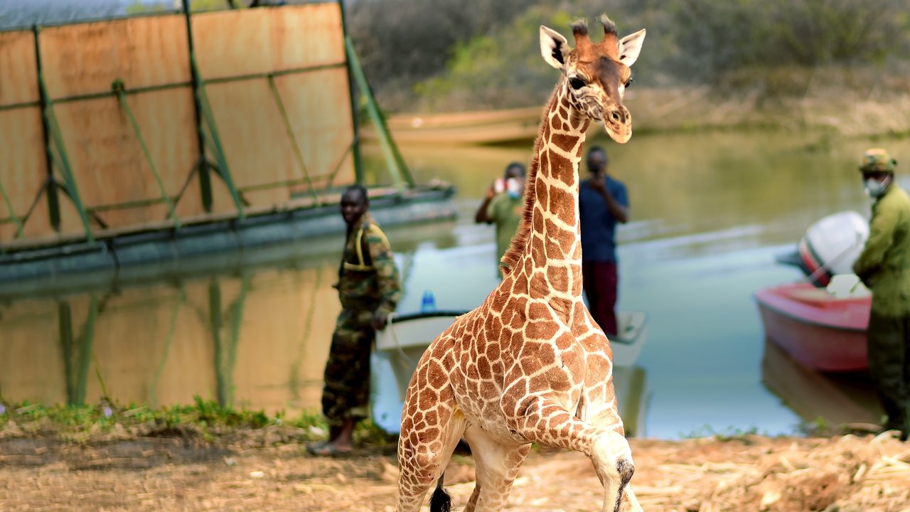 Saving Giraffes: The Long Journey Home backdrop