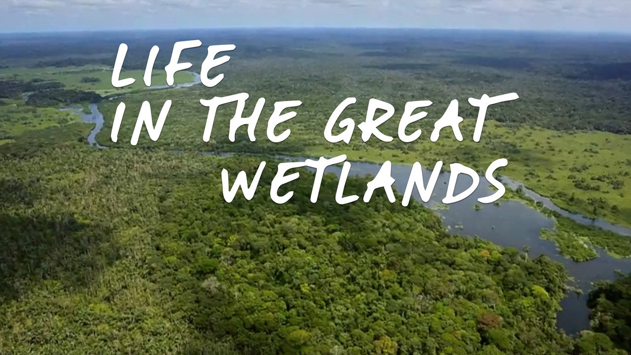 Life in the Great Wetlands backdrop