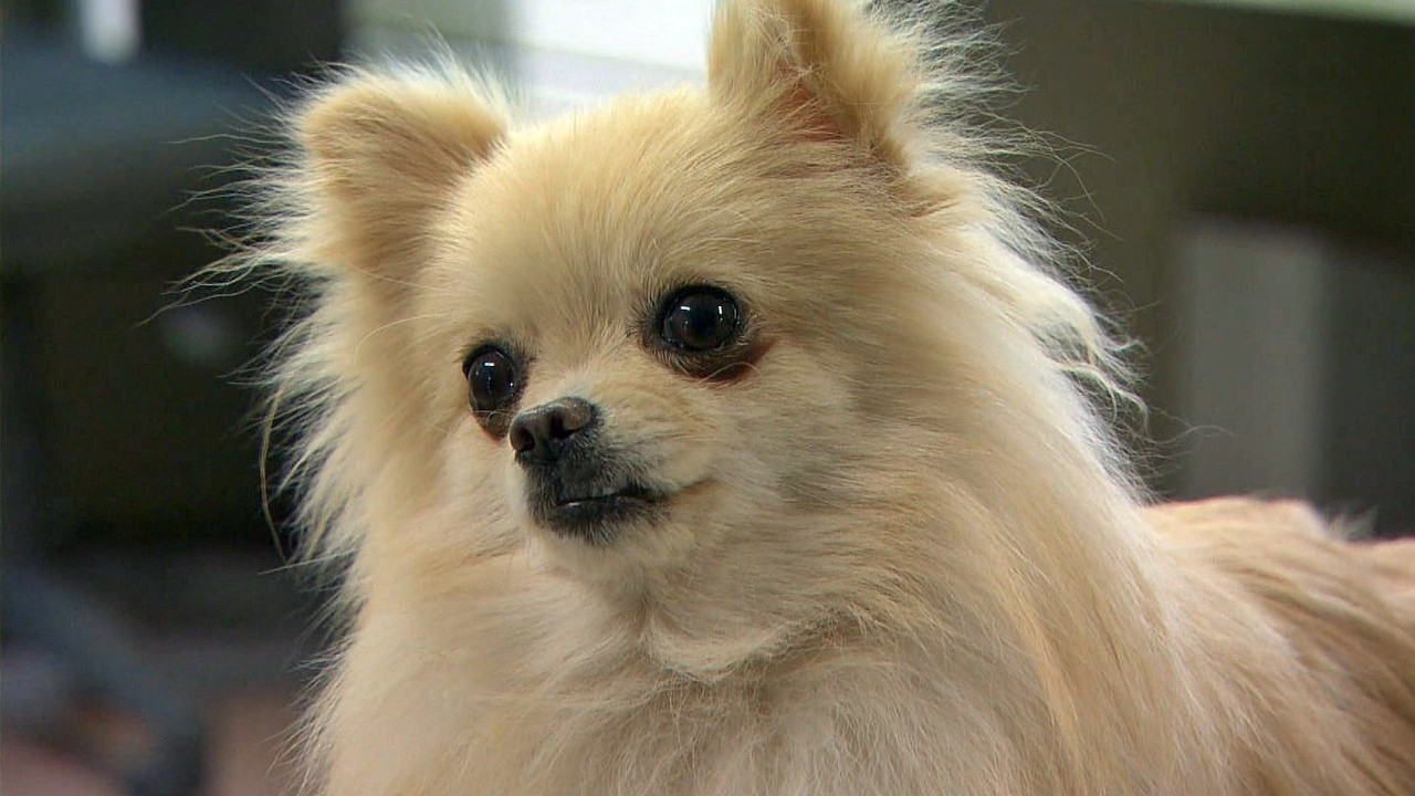 My Dog, My Happiness backdrop