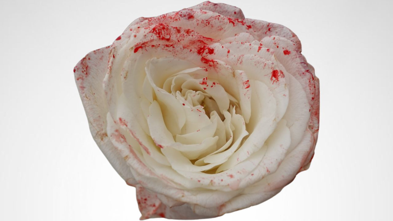 Roses and Thorns backdrop