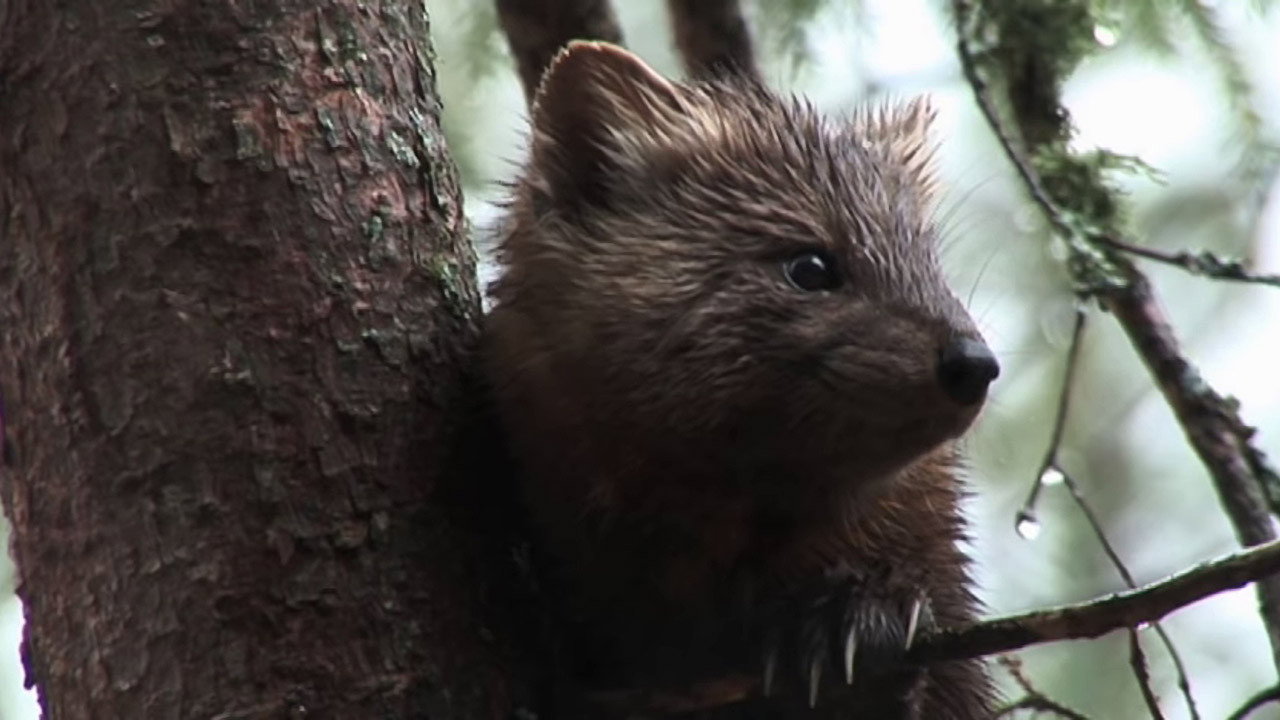 Minnesota: A History of the Land backdrop