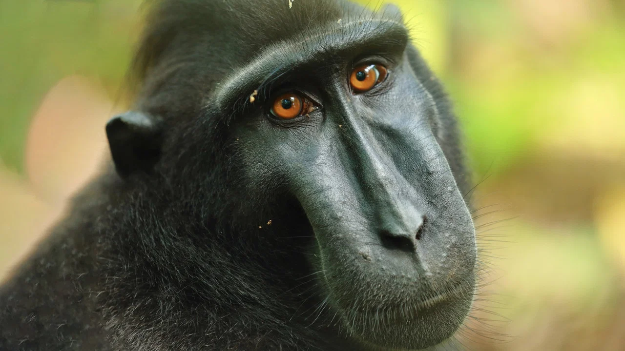 Islands in Time: A Wildlife Odyssey backdrop