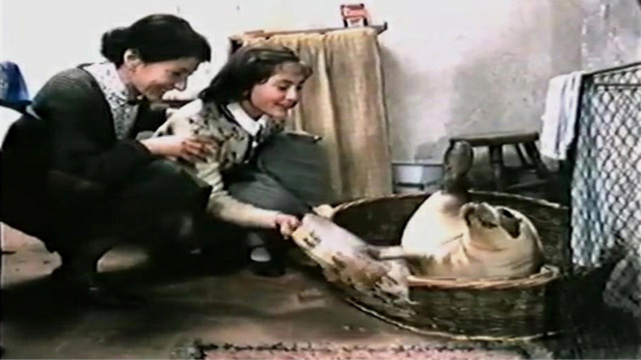 Seal Morning backdrop