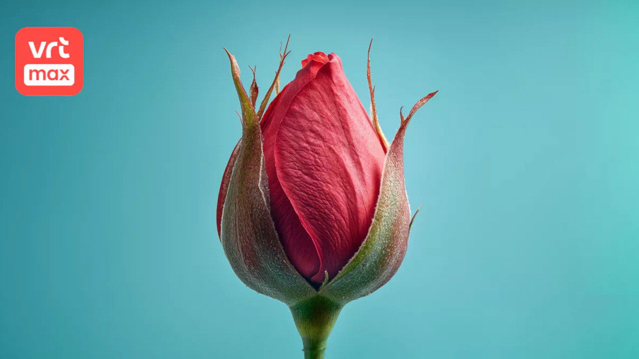 En nu is ze dood. backdrop