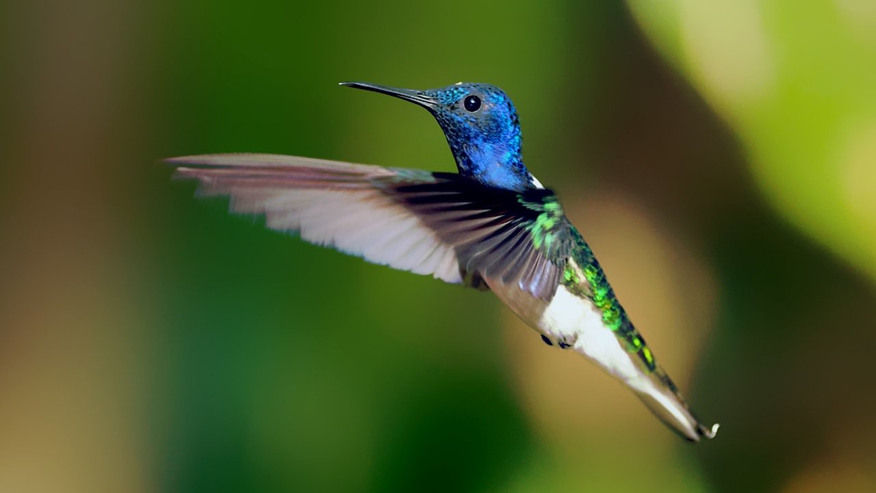 Secrets of Our Living Planet backdrop