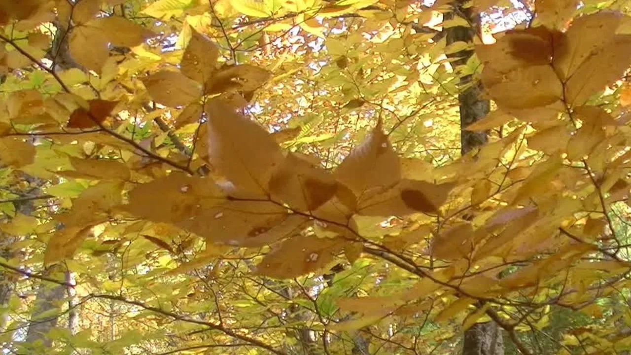 New Hampshire Seasons backdrop