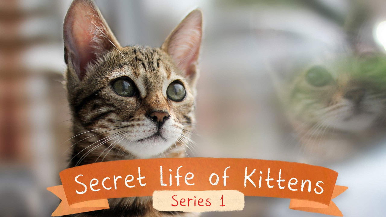 The Secret Life of Kittens backdrop