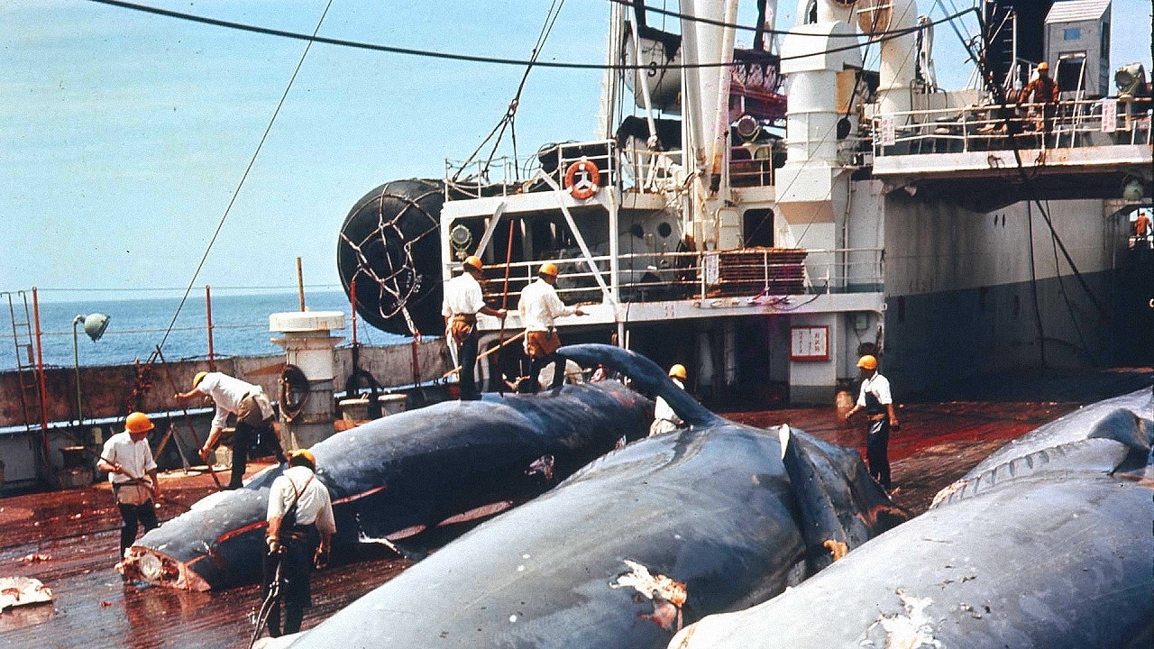 The Wild Sea backdrop
