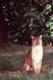 Photo of Seeta as Seeta the Mountain Lion