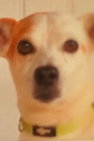 Photo of Toby as The Dog