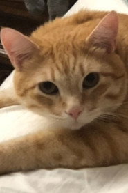 Photo of Garfield the Cat as Mackelroy’s Kitty