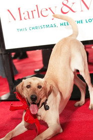 Photo of Clyde the Dog as Dog In Park