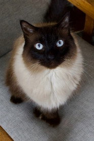 Photo of Cat