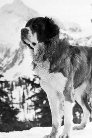 Photo of Buck as Souvenier - Millicent's Dog
