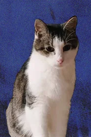 Photo of Cheeze the Cat as Himself