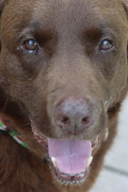 Photo of Buddy McCoy as Buddy (The dog)
