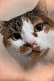 Photo of Michelle "Pê" Gomes as The Cat of Every Dream