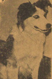 Photo of Tuffy as Breezy's Dog Tuffy