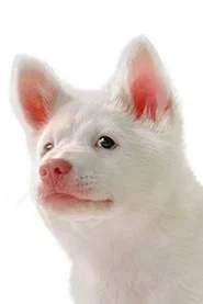 Photo of Kori as Puppy Gohan