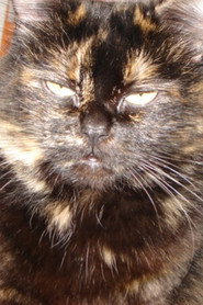Photo of Gojira Cat as Gojira