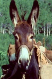 Photo of Number Seven as Burro