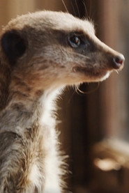 Photo of Elvis the Meerkat as Trevor