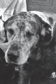 Photo of Bocko as Adele's Dog