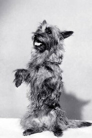Photo of Terry as Toto