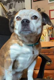 Photo of Dorothy the Dog as Sandy