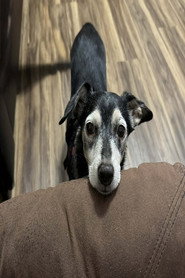 Photo of Lanie as The Dog