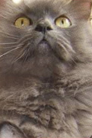 Photo of Monstro Cat as Monstro