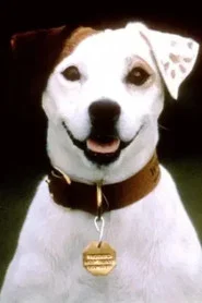 Photo of Soccer the Dog as Wishbone